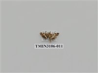 藏品(螟蛾181)的圖片